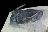 Zlichovaspis Trilobite - Atchana, Morocco #93862-3